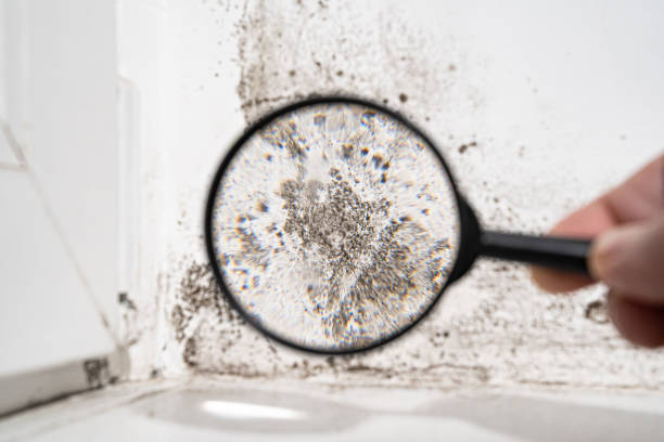 Best Black Mold Removal  in Port Salerno, FL